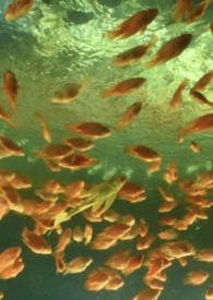 非正常性爱关系(1v3)